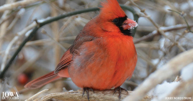 How do Iowa's birds and critters survive brutal winters?  |  Iowa DNR